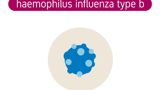 Tekening van Hib-virus